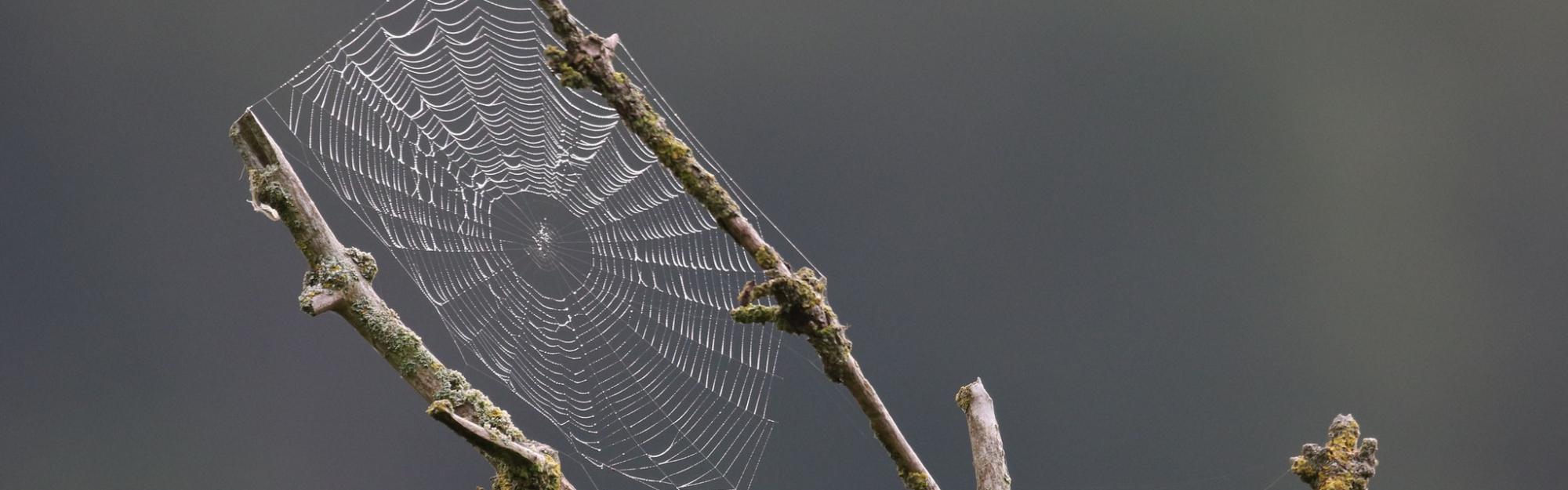 Nature partout, Nature chez vous : les orbitèles