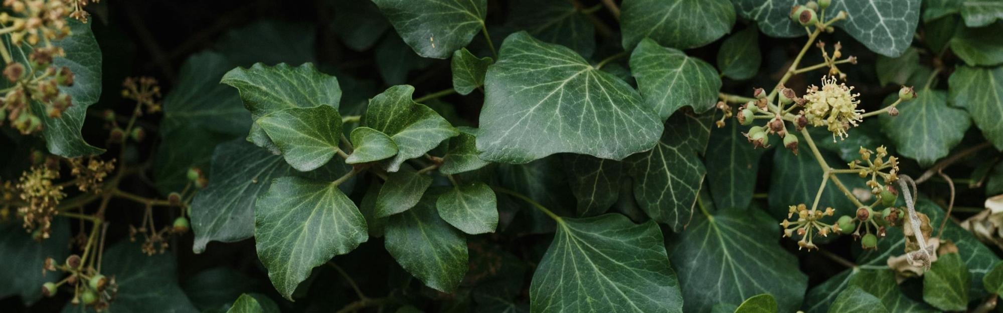 Partage d'expérience avec la nature : le lierre