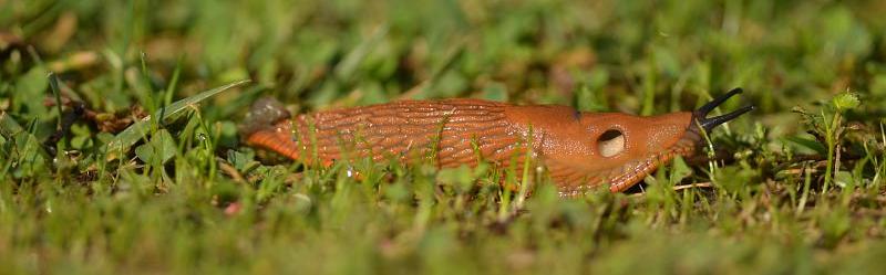 Nature partout, Nature chez vous : la Grande Loche