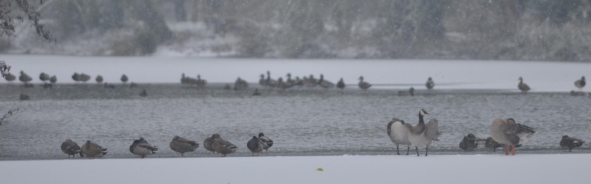 L’eau, une ressource vitale pour les petits animaux qui côtoient nos jardins pendant les gelées…