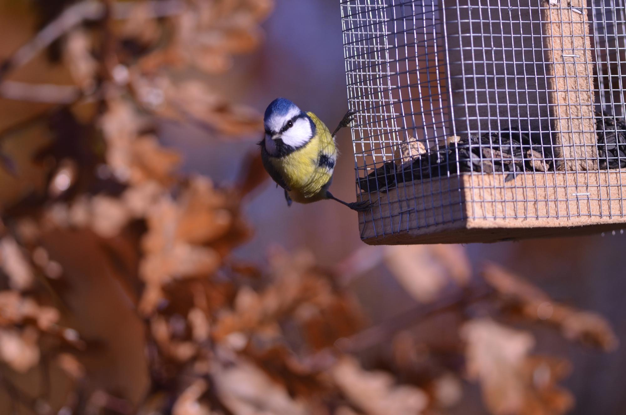 Prendre soin et nourrir les oiseaux en hiver