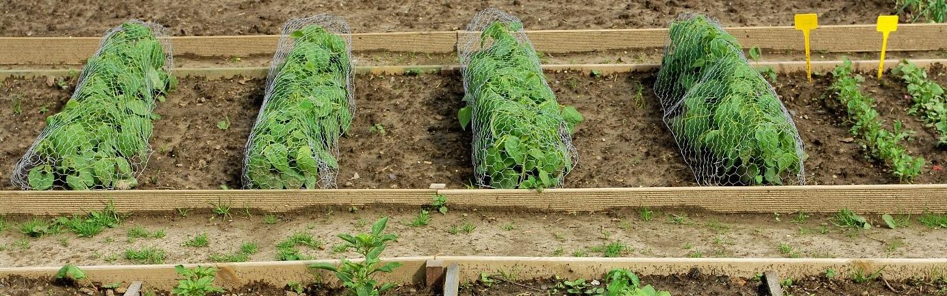 MOSAÏC, le jardin des cultures lance un appel à candidature pour des jardins partagés