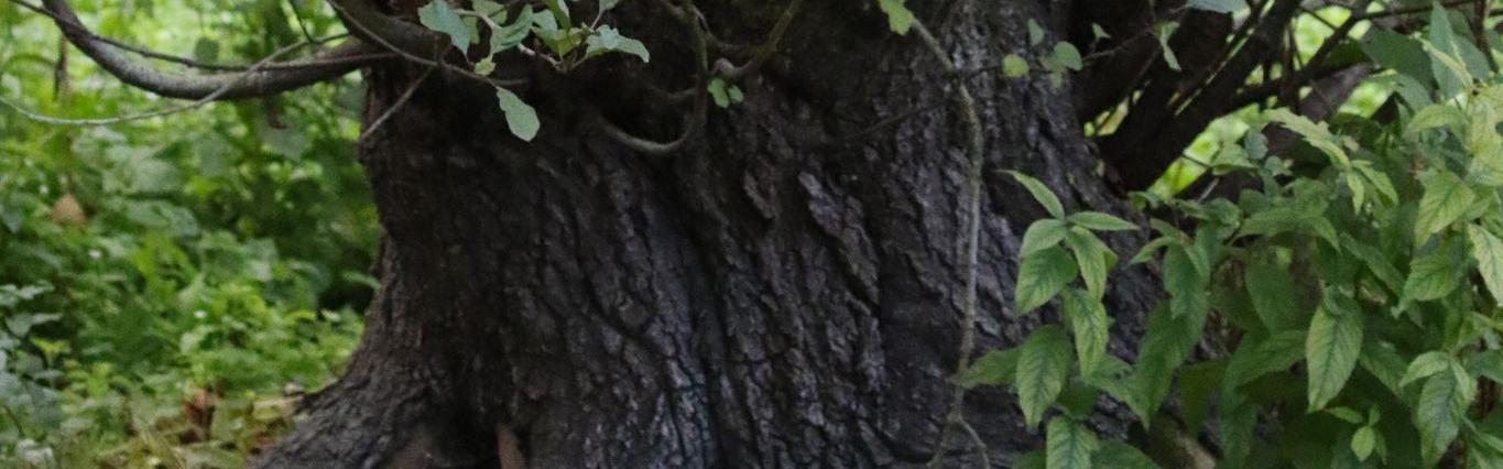 Nature partout, Nature chez vous : l’arbre têtard