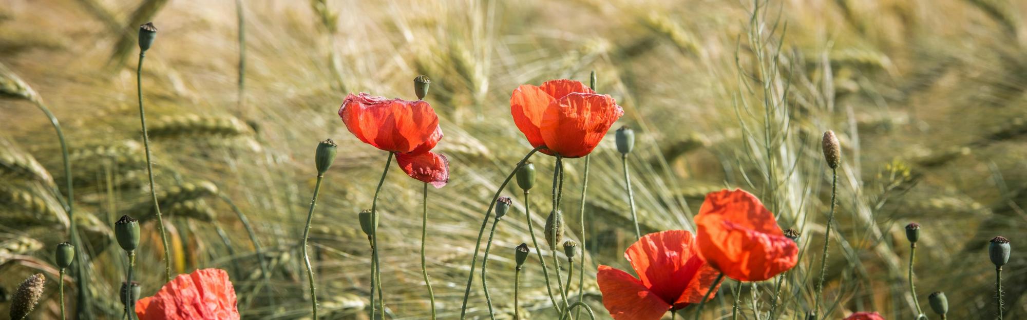 "Dans les juMELles ": Mars 2026, les fleurs messicoles