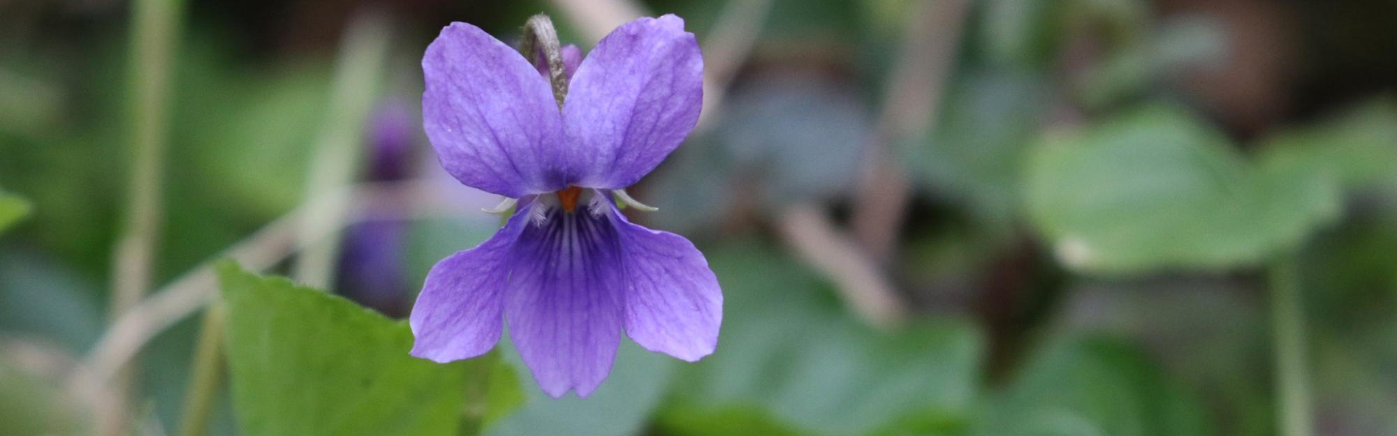  Nature partout, Nature chez vous : la Violette odorante