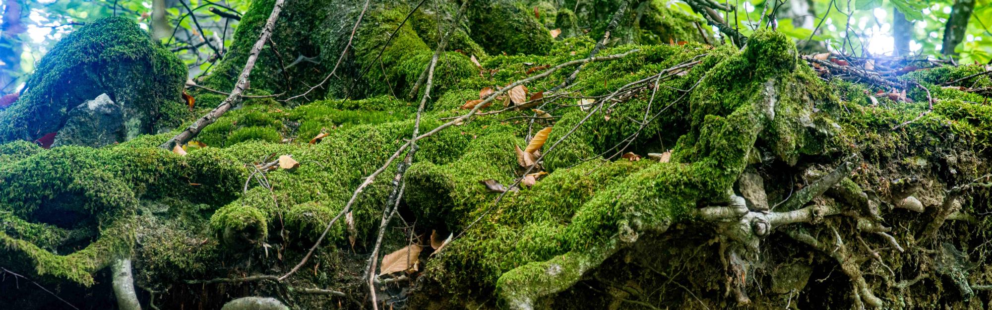Les Espaces Naturels de la MEL lancent un marché public d’animations pour leur saison nature et culture 2027