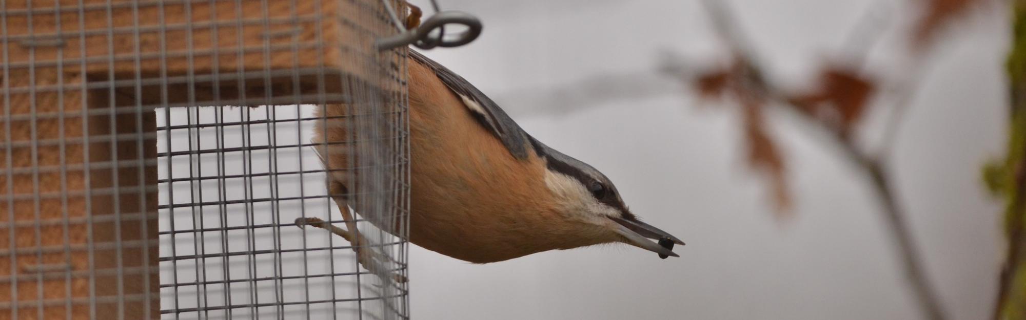 Nature partout, Nature chez vous : nourrir les oiseaux ?