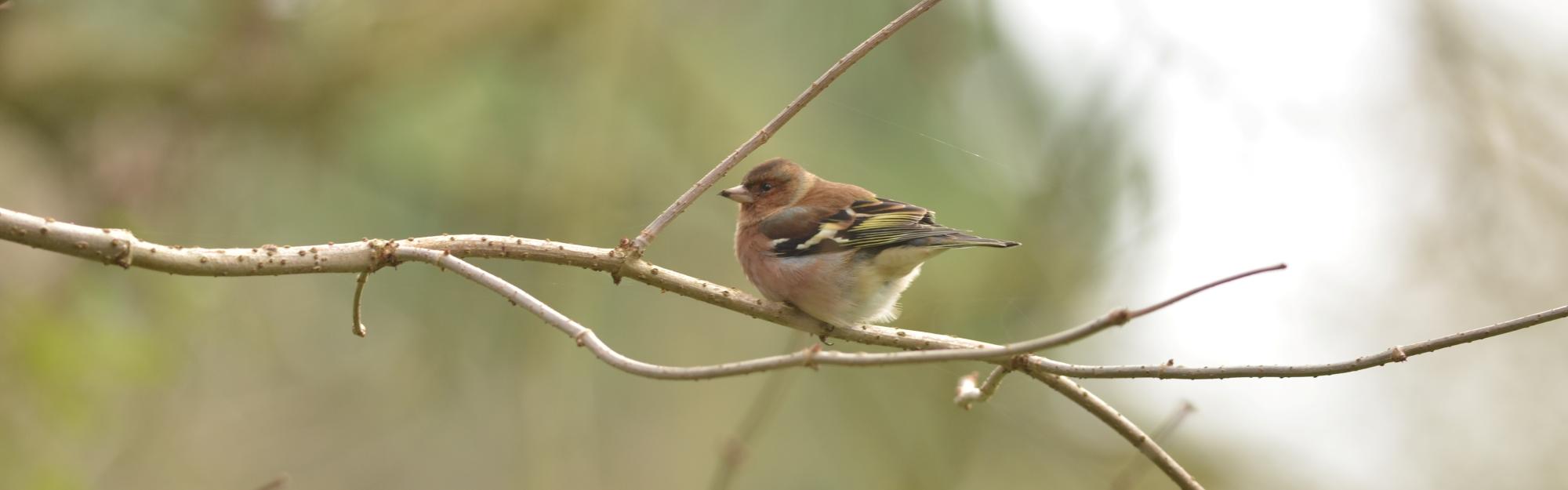 "Dans les juMElles" : Janvier 2026, le Pinson des arbres