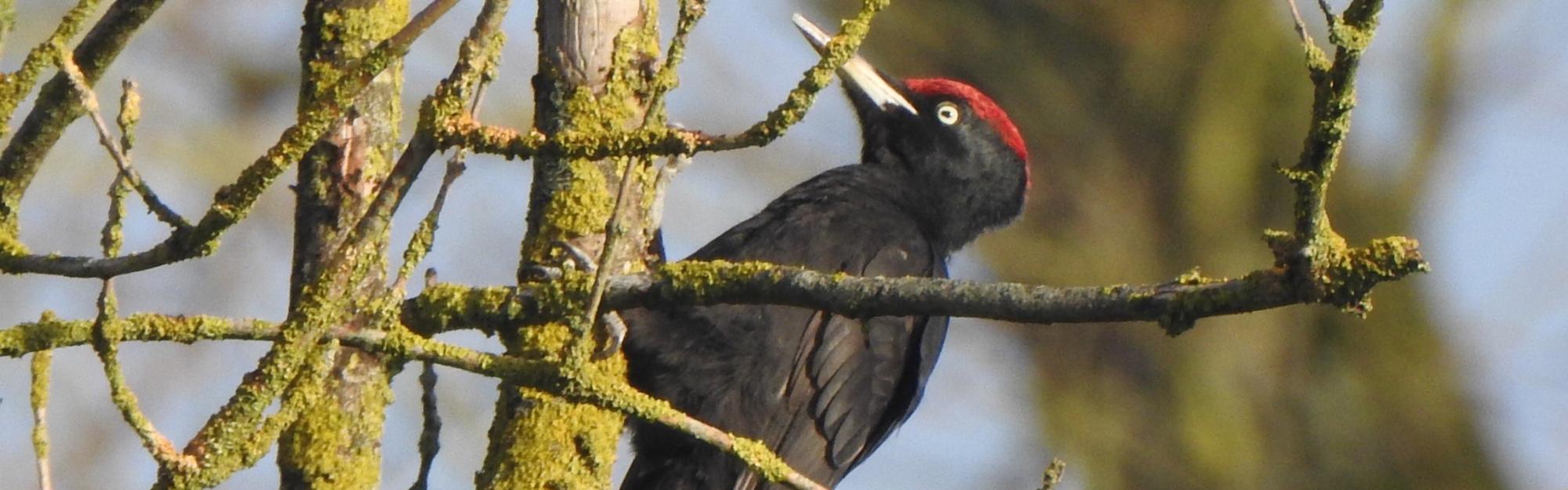 Le pic noir, un oiseau qui pourrait s’installer dans la Métropole 