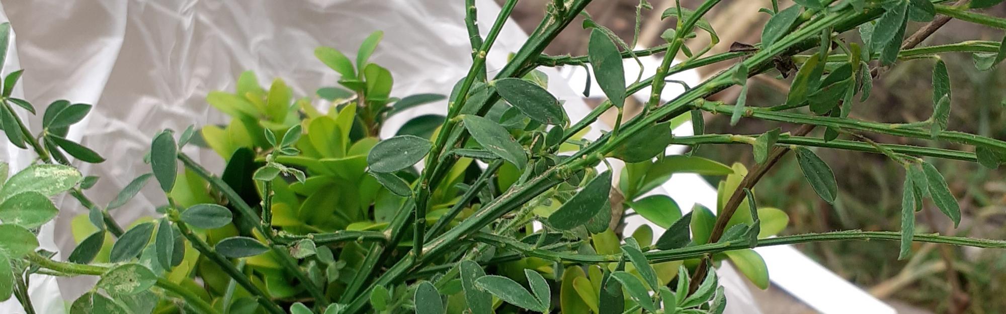 Plantons le décor… en faveur de la biodiversité locale