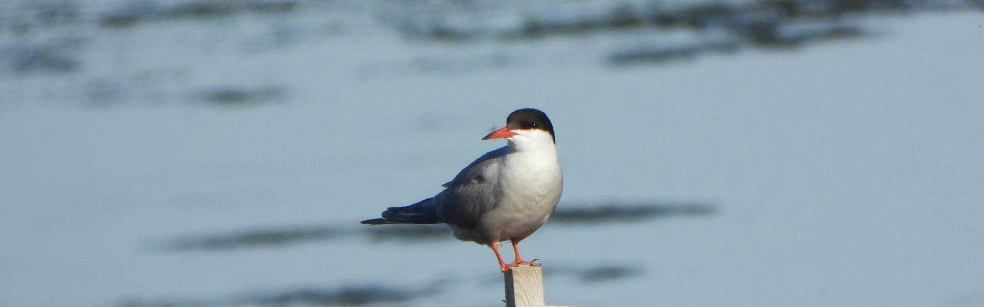 FOCUS ÉCOGARDES : la Sterne pierregarin, une première naissance au Lac du Héron !