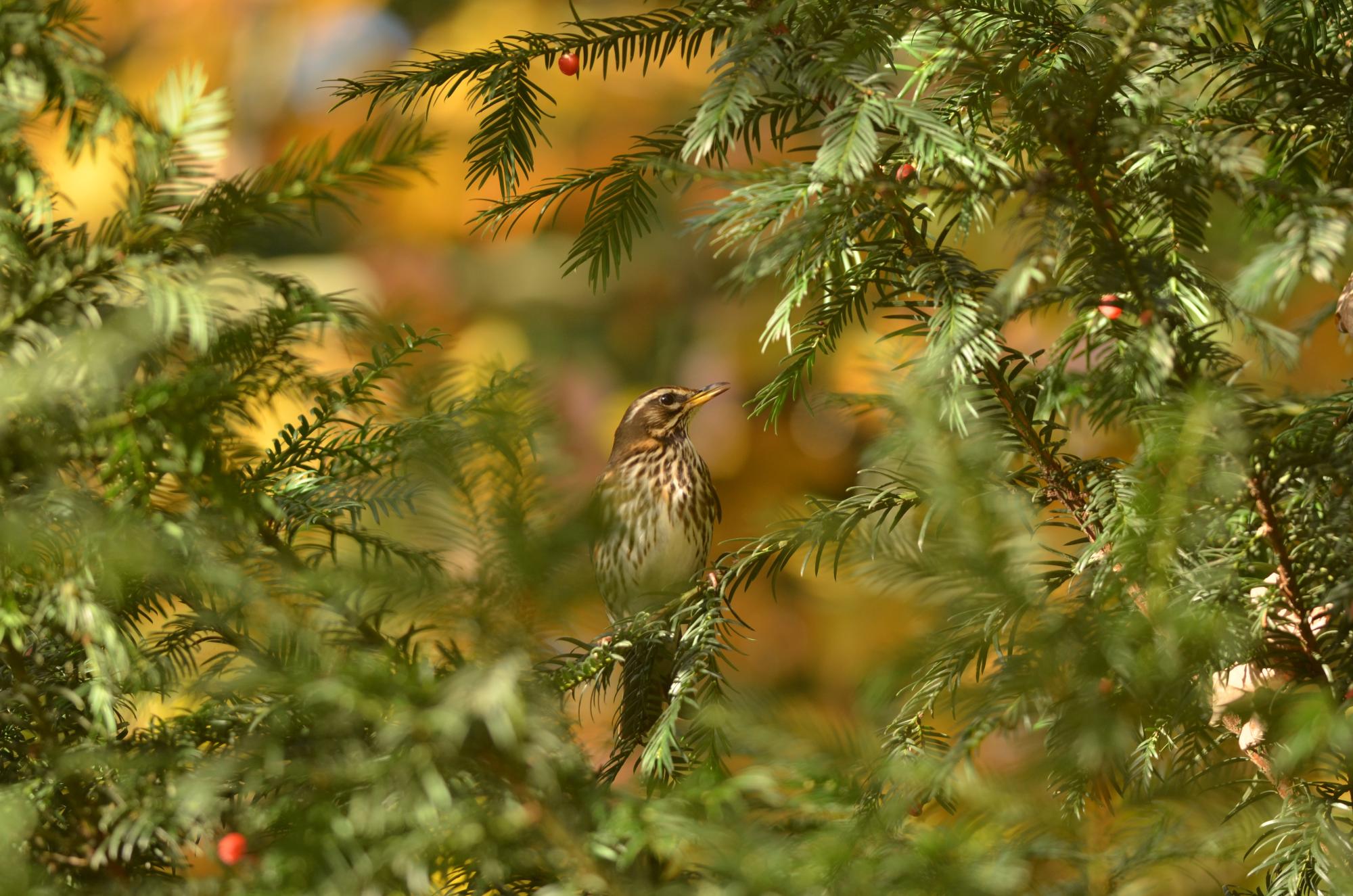 En octobre, profitez de la nature et de la faune automnales avec onze balades naturalistes gratuites dans les Espaces Naturels métropolitains