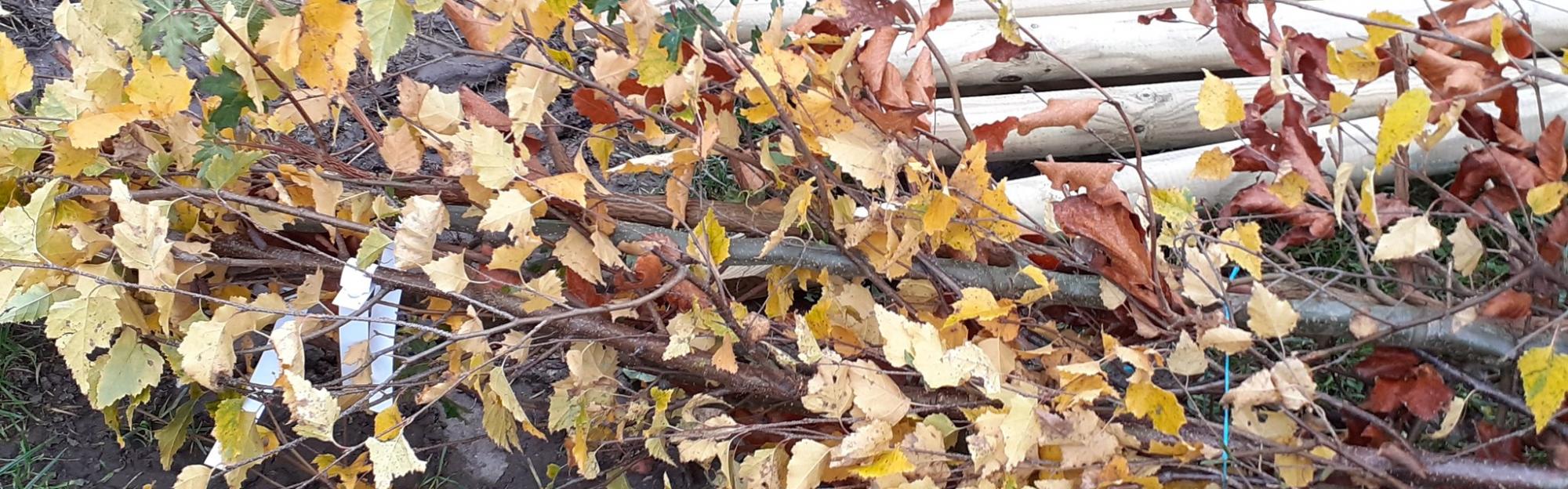 Première livraison de vos commandes "Plantons le décor"