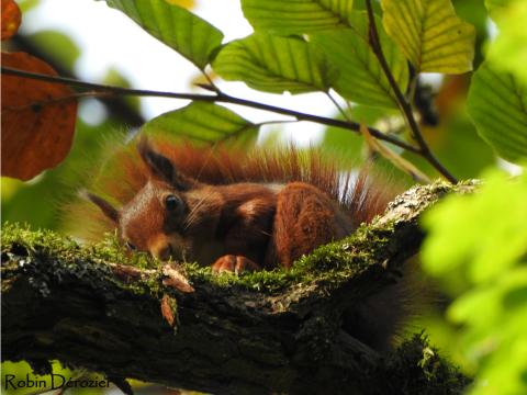 Quand les noisettes oubliées des écureuils permettent la pousse d’arbres