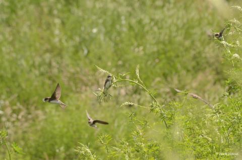 Concertation citoyenne : donnez de la voix à la nature !