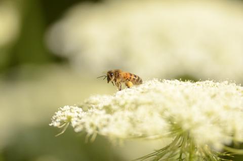 "Dans les juMELles": Mai 2026, les abeilles solitaires