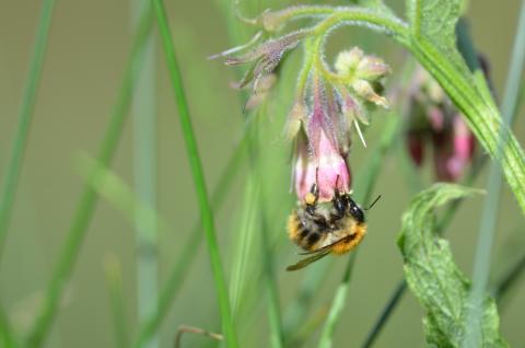 Partage d'expérience : le retour du Bourdon
