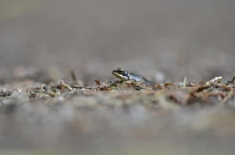 L’opération de protection des amphibiens sur le site de la Canteraine et de la Platière se poursuit