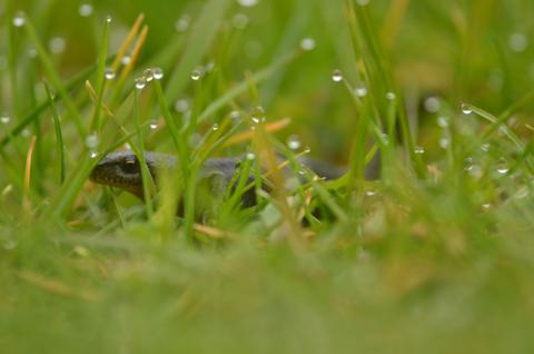 Fermeture nocturne temporaire de la rue Neuve Voie à Emmerin et Haubourdin : un engagement pour la protection des amphibiens