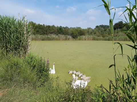 cygnes cygnes