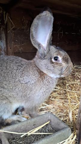 Le Géant des Flandres