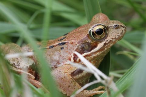 "Dans les juMELles ": Avril 2026, les amphibiens