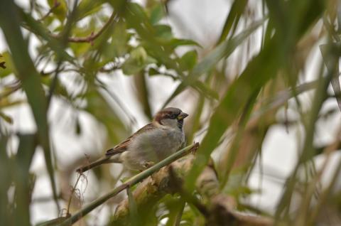 Comptage national des oiseaux des jardins les 24 et 25 janvier 2026