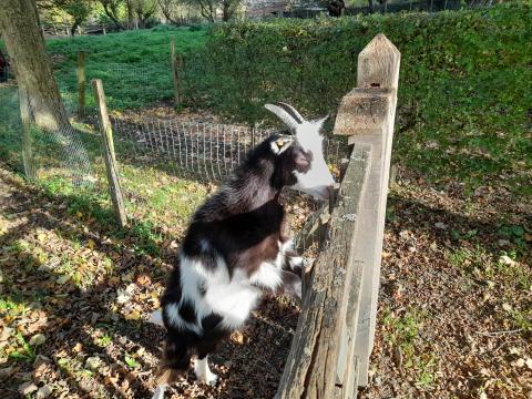 la chèvre des fossés