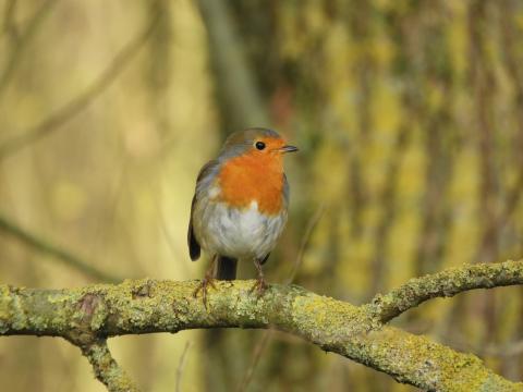 Partage d'expérience avec la nature : le chant du rouge gorge