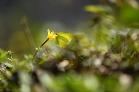 En septembre, une rentrée en douceur avec treize balades naturalistes gratuites dans les Espaces Naturels métropolitains