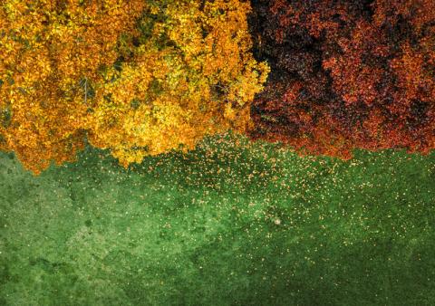 Et si l’on changeait notre regard sur les feuilles mortes ?