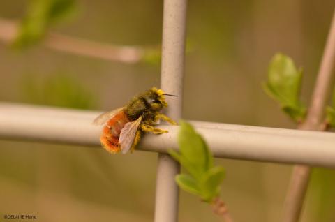 L’Osmie cornue : pollinisatrice pionnière du printemps