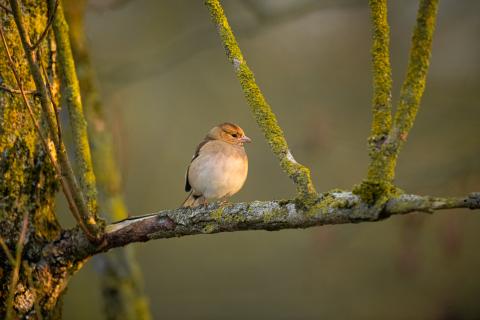 Faune, flore, habitats: de nouveaux chiffres dans les Portraits de communes