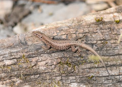 FOCUS ÉCOGARDES -  Le Lézard des murailles (Podarcis muralis) 