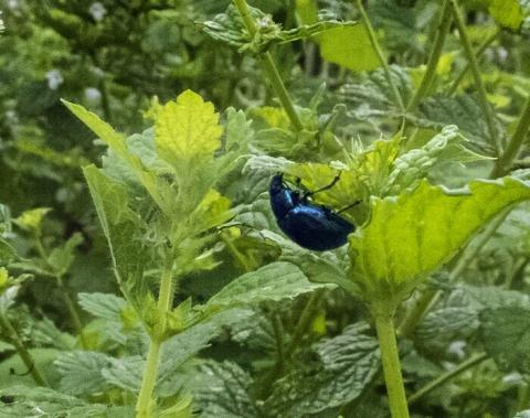 Le programme des balades naturalistes du mois d'août