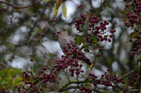 La cantine d’hiver de la biodiversité : le rôle clé des plantes locales