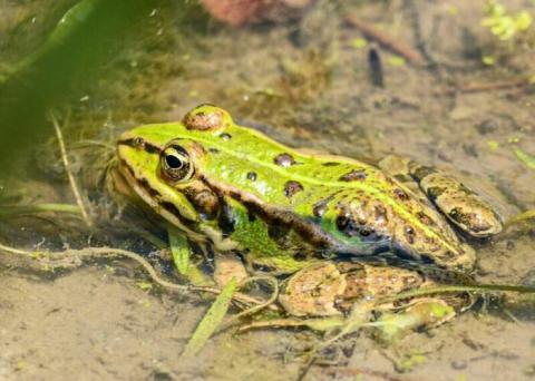 En juillet, 10 nouvelles balades gratuites pour fêter la nature et le début de l’été