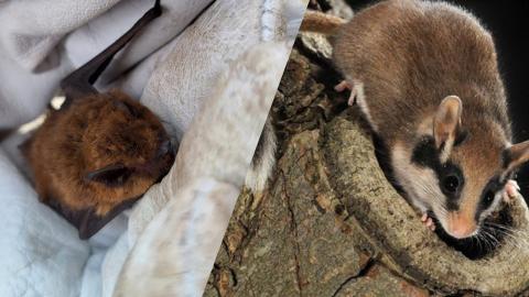 Le 3 mars : journée mondiale de la vie sauvage