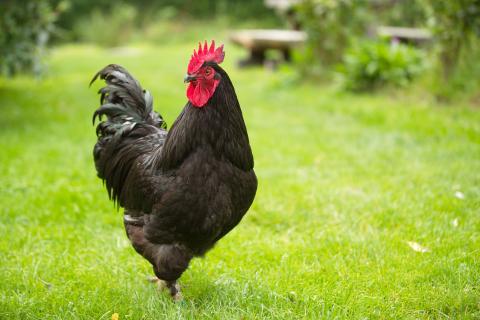 Poule d'Estaires