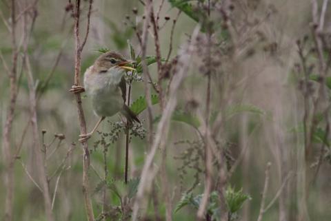 Pourquoi il ne faut plus tailler ses haies après le 15 mars ?