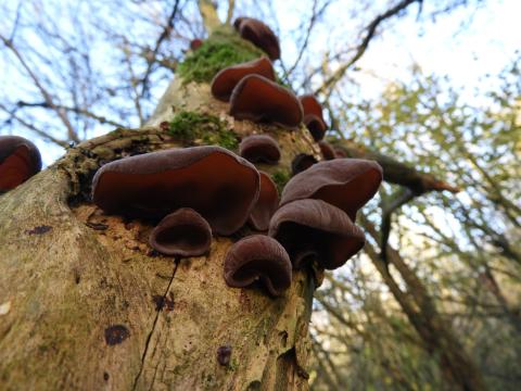 Nature partout, Nature chez vous : les champignons