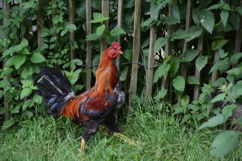 Le grand Combattant du Nord