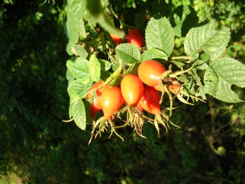 Partage d'expérience avec la nature : l'églantier