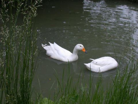 le canard d'Estaires