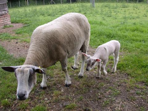 Moutons Boulonnais