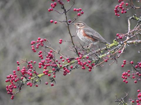 Aubépine et Grive mauvis : s’allier pour survivre 