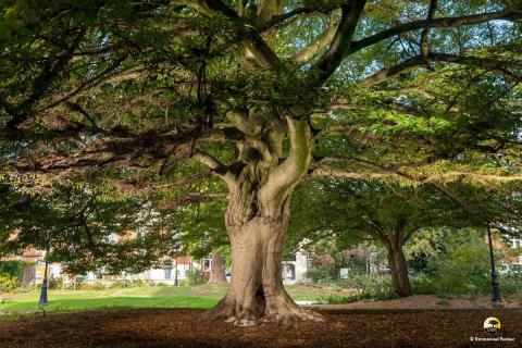 Concours de « l’Arbre de l’année » 2025 : Prix du Jury pour le hêtre lacinié d’Hellemmes !