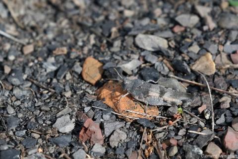 Nature partout, Nature chez vous : l’Œdipode turquoise