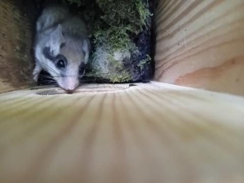 Focus ECOGARDES – Le lérot (Eliomys quercinus)