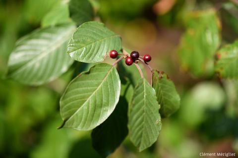 Nature partout, Nature chez vous : la Bourdaine